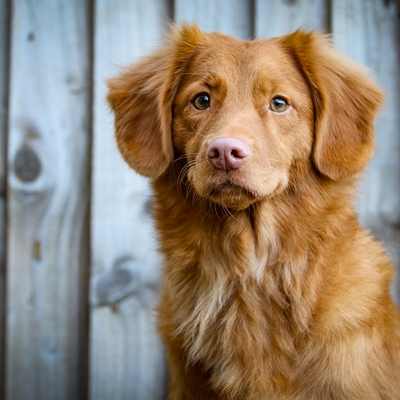 Long-coated tan dog sitting near fence